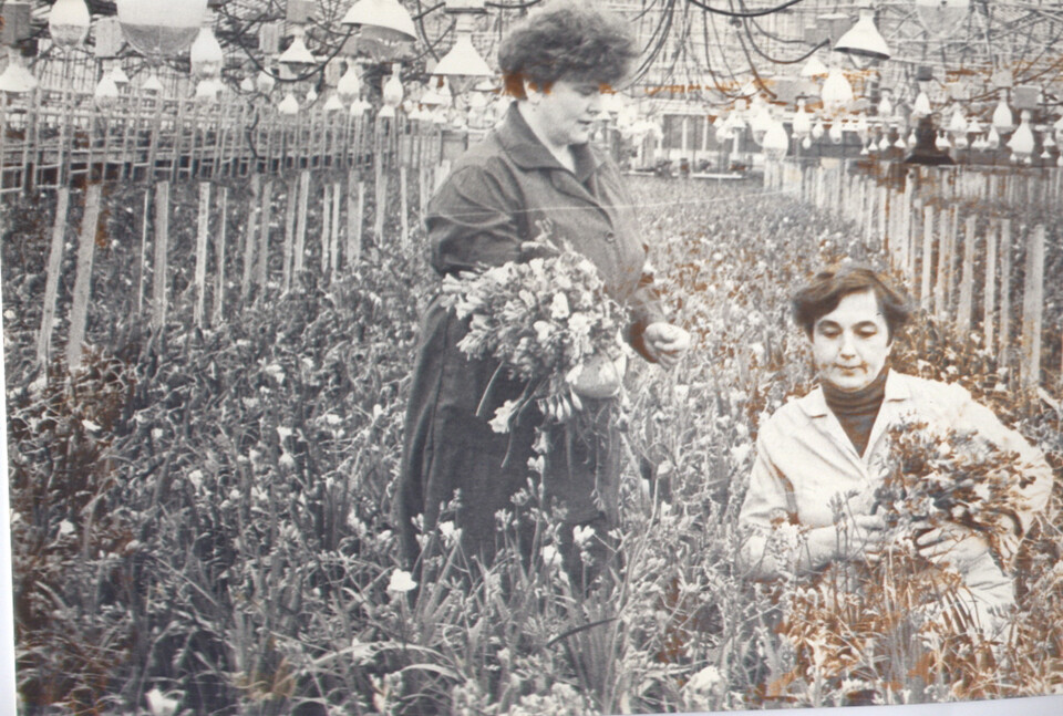 Работницы цветочных теплиц тепличного комбината, 1980-е гг.